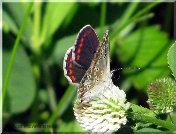 Modrásek tmavohnědý (Aricia agestis) na jeteli horském, 17.5.2009
