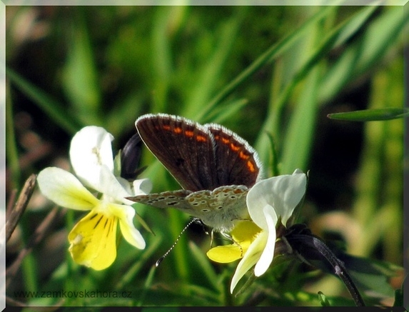 Modrásek tmavohnědý (Aricia agestis) na violce, 17.5.2009
