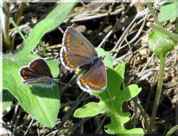Modrásek tmavohnědý (Aricia agestis) při námluvách, 23.5.2009