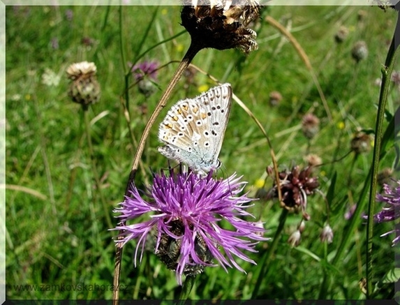 Modrásek vikvicový (Polyommatus coridon), 27.7.2009
