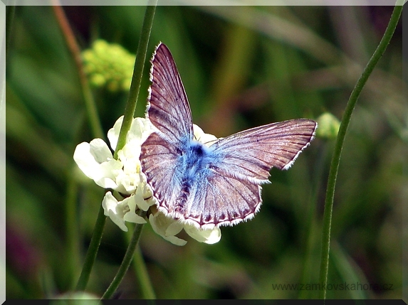 Modrásek vikvicový (Polyommatus coridon), 29.7.2009