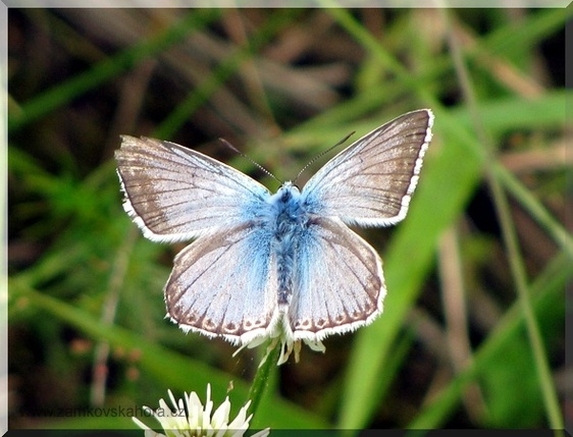 Samec modráska vikvicového (Polyommatus coridon)