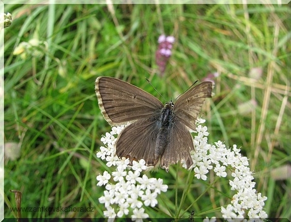 Samice modráska vikvicového (Polyommatus coridon)