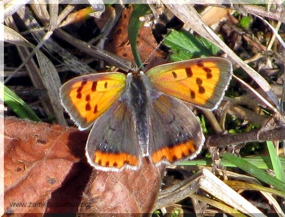 Ohniváček černokřídlý (Lycaena phlaeas), 19.9.2009