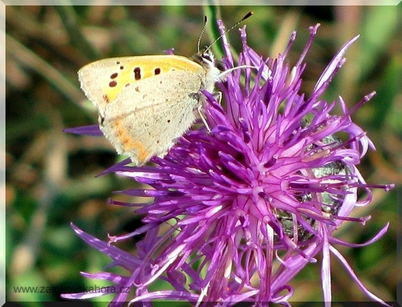 Ohniváček černokřídlý (Lycaena phlaeas)