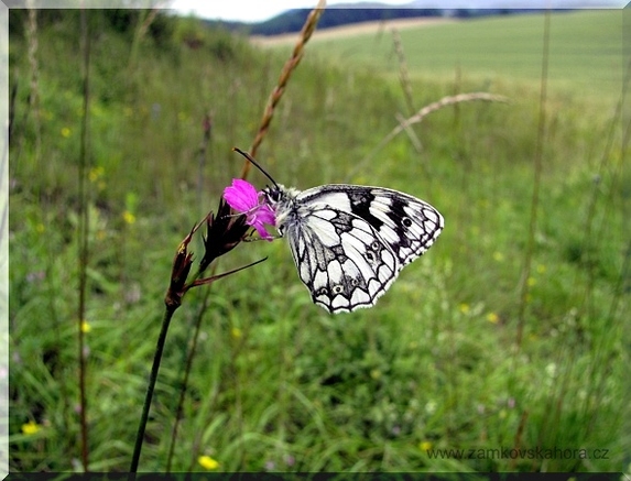 Okáč bojínkový (Malanargia galathea), 28.6.2009