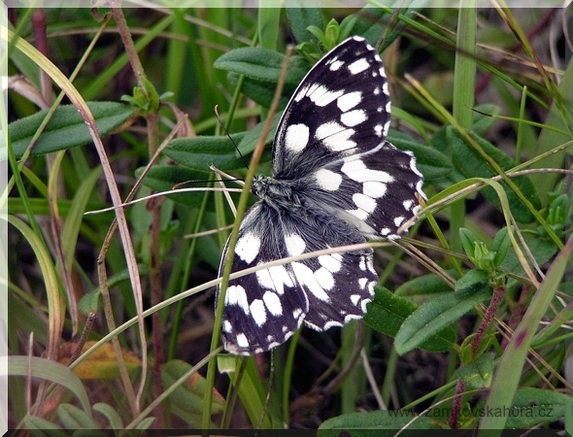 Okáč bojínkový (Melanargia galathea), 29.6.2008