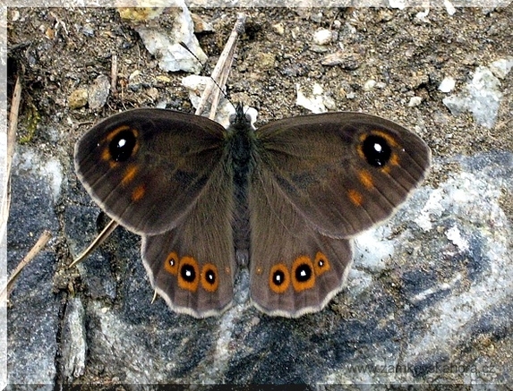Okáč ječmínkový (Lasiommata maera), 6.6.2008