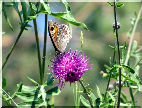 Okáč ječmínkový (Lasiommata maera), 5.6.2009