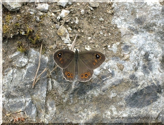 Okáč ječmínkový (Lasiommata maera)