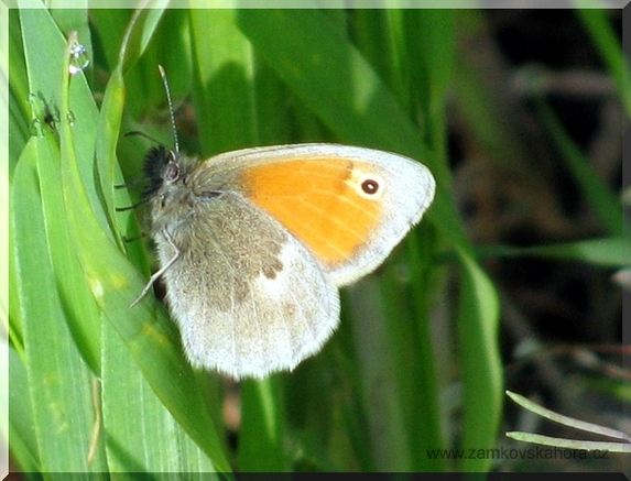 Okáč poháňkový (Coenonympha pamphilus), 9.5.2009