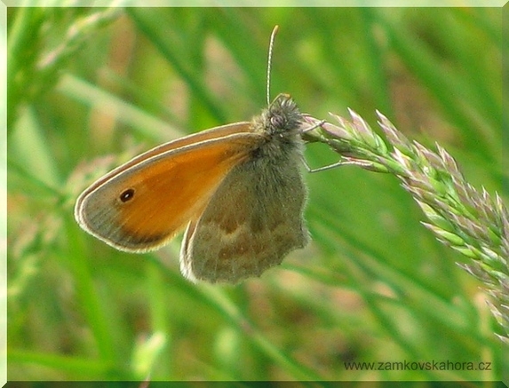 Okáč poháňkový (Coenonympha pamphilus), 1.5.2009