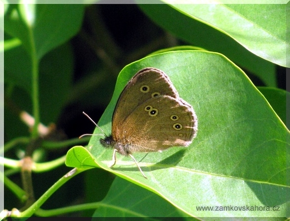 Okáč prosíčkový (Aphantopus hyperanthus), 25.6.2009