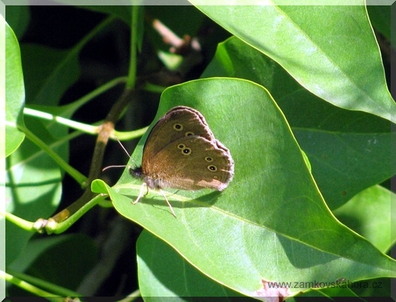 Okáč prosíčkový (Aphantopus hyperanthus), 25.6.2009