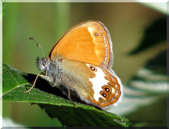 Okáč strdivkový (Coenonympha arcania), 17.6.2009