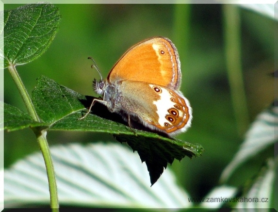 Okáč strdivkový (Coenonympha arcania), 17.6.2009