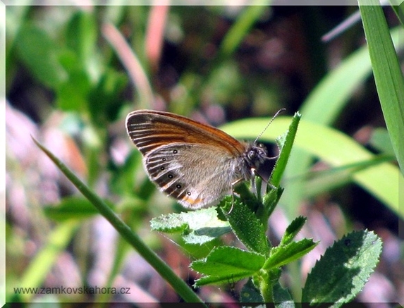 Okáč třeslicový (Coenonypha glycerion), 18.6.2009