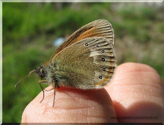 Okáč třeslicový (Coenonypha glycerion), 18.6.2009