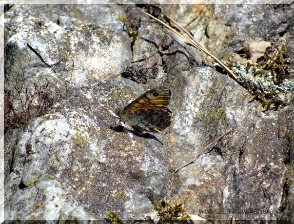 Okáč zední (Lasiommata megera), 24.5.2009