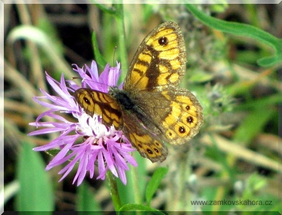 Okáč zední (Lasiommata megera), 8.8.2009