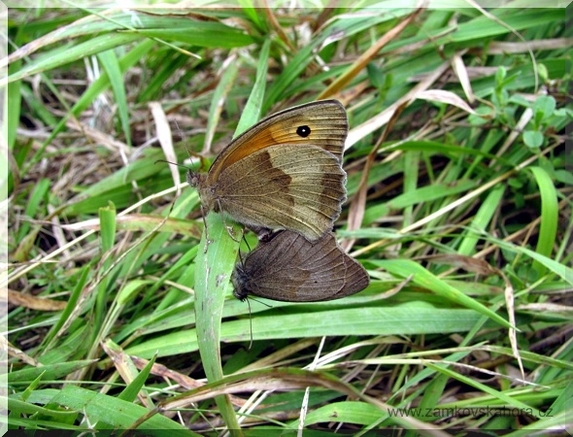 Samice a samec okáče lučního (Maniloa jurtina) při páření, 31.7.2009