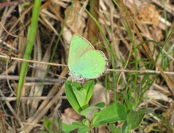 Ostruháček ostružinový (Callophrys rubi), 9.5.2009