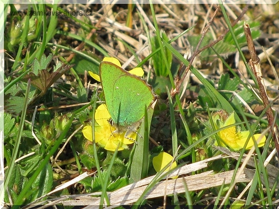 Ostruháček ostružinový (Callophrys rubi), 21.4.2010