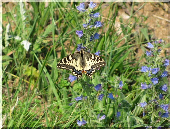 Otakárek fenyklový (Papilio machaon), 19.6.2012