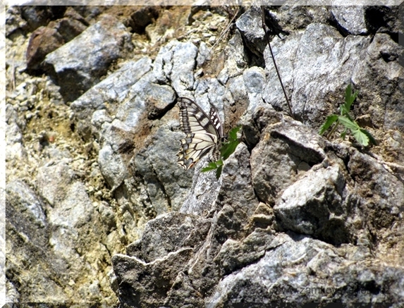 Samice otakárka fenyklového při kladení na bedrník, 17.5.2009