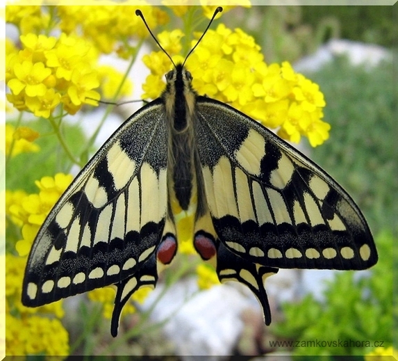 Čerstvě vylíhnutý otakárek fenyklový (Papilio machaon) na tařici skalní, 5.5.2008