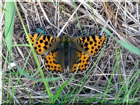 Perleťovec malý (Issoria lathonia)
