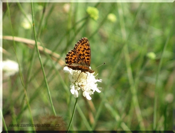 Perleťovec nejmenší (Boloria dia), 16.8.2009