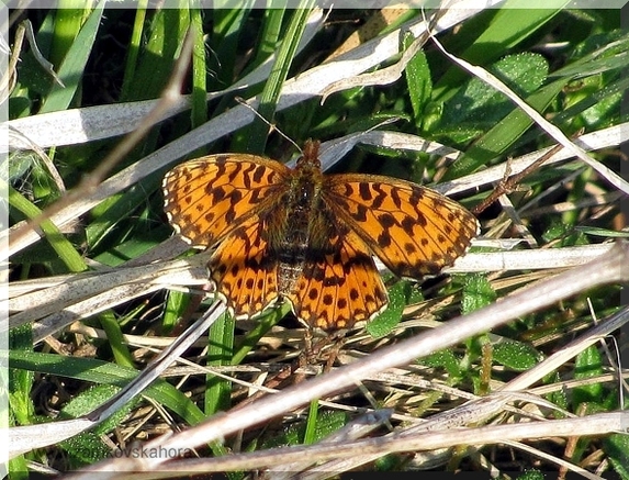 Perleťovec nejmenší (Boloria dia), 25.4.2009