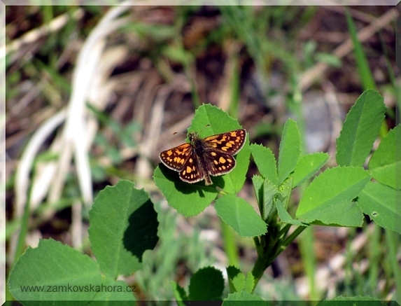 Soumračník jitrocelový (Carterocephalus palaemon), 9.5.2009