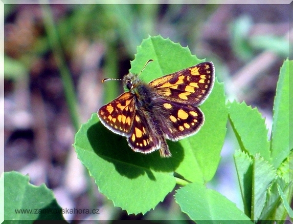 Soumračník jitrocelový (Carterocephalus palaemon)