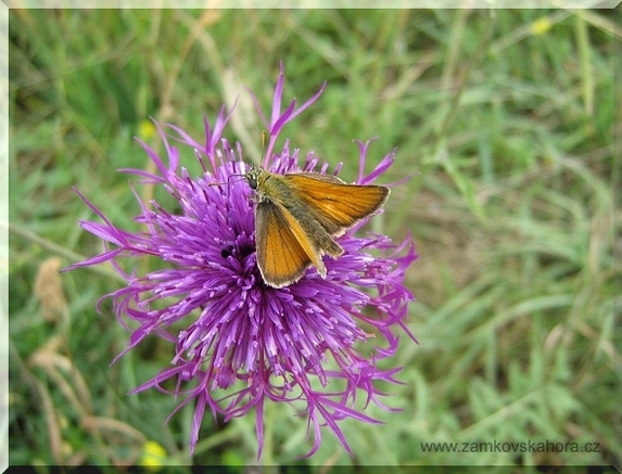 Soumračník metlicový (Thymelicus sylvestris), 29.6.2008