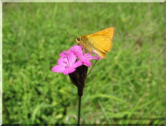 Soumračník rezavý (Ochlodes sylvanus-venatus) na hvozdíku kartouzku, 10.6.2009