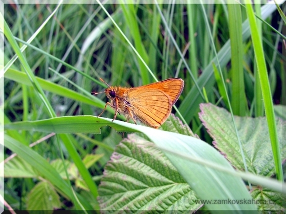 Soumračník rezavý (Ochlodes sylvanus-venatus), 10.6.2009