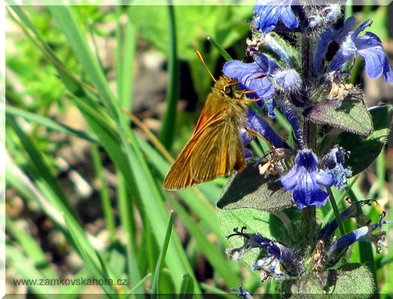 Soumračník rezavý (Ochlodes sylvanus-venatus), 23.5.2009