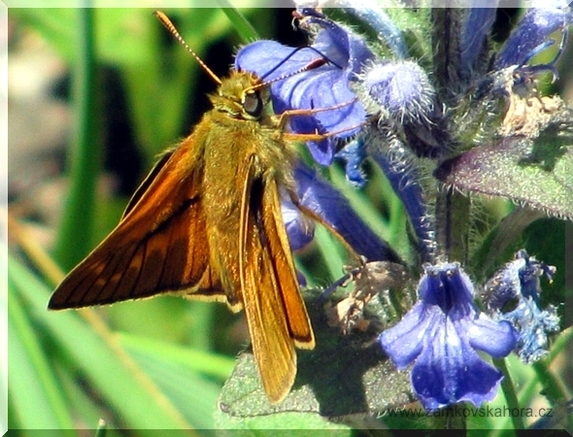 Soumračník rezavý (Ochlodes sylvanus-venatus), 23.5.2009