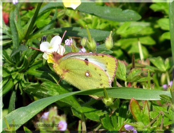 Žluťásek čičorečkový (Colias hyale), 3.10.2009