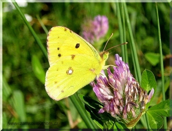 Žluťásek čilimníkový (Colias crocea), 7.8.2008