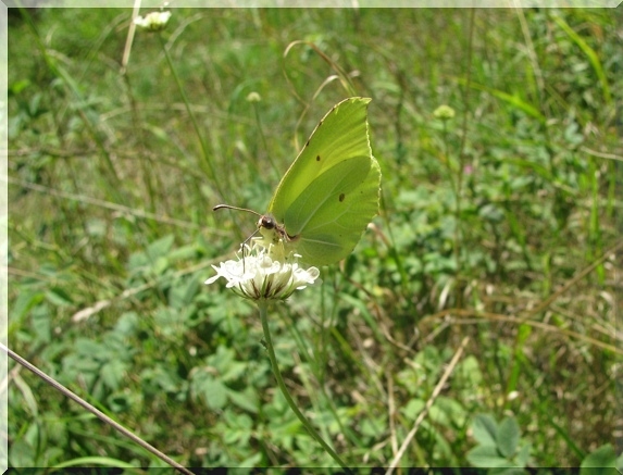 Žluťásek řešetlákový (Gonepteryx rhamni), 1.8.2010