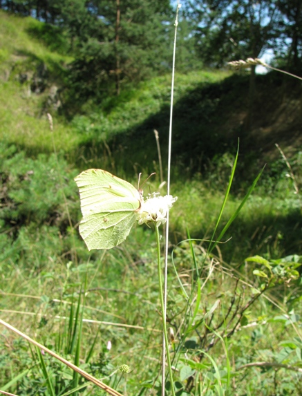 Žluťásek řešetlákový (Gonepteryx rhamni)