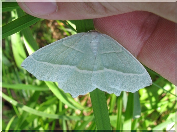 Běločárník habrový (Campaea margaritaria)