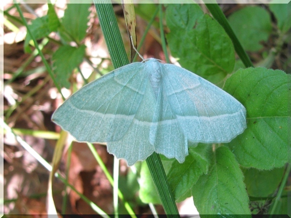 Běločárník habrový (Campaea margaritaria)