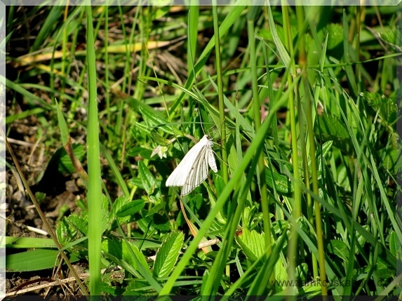 Bělokřídlec luční (Siona lineata), 5.6.2009