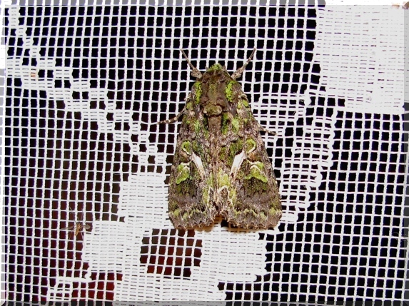 Blýskavka lebedová (Trachea atriplicis)