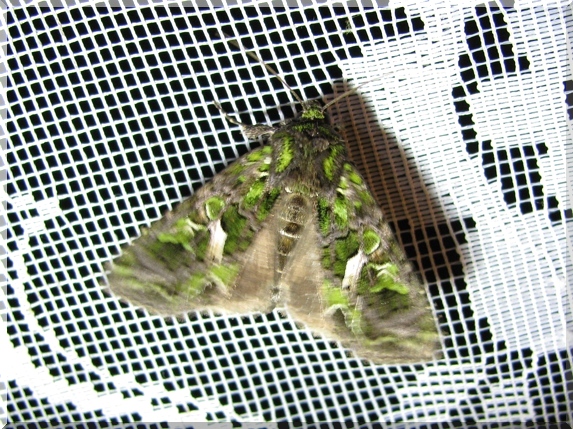 Blýskavka lebedová (Trachea atriplicis)