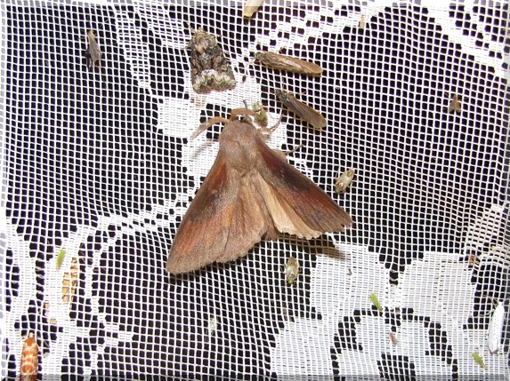 Bourovec borový (Dendrolimus pini)